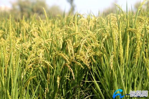 2025年清明后最佳吉日:浸稻谷种,开启丰收好兆头
