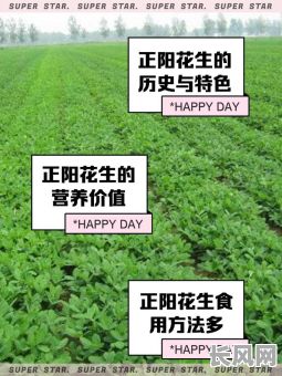 2025年最佳种植花生吉日，提升农作物产量与品质，把握天时地利人和