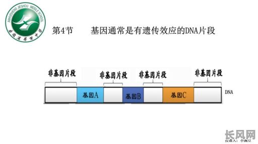 基因命格是什么样的?它究竟是怎样的存在啊?