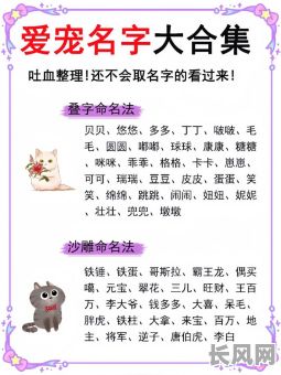 猫咪属五行什么命格,该如何取名?这些名字又有什么含义?