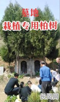 2025年2月坟前植树最佳吉日:精选吉日,缅怀先人,植树添绿