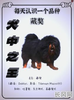 藏獒多吉日语版全集在线观看,高清资源免费分享!