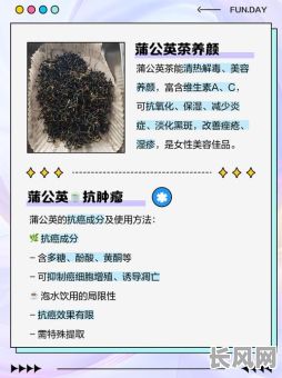 探索茶道吉日蒲公英:传统与自然的完美融合体验